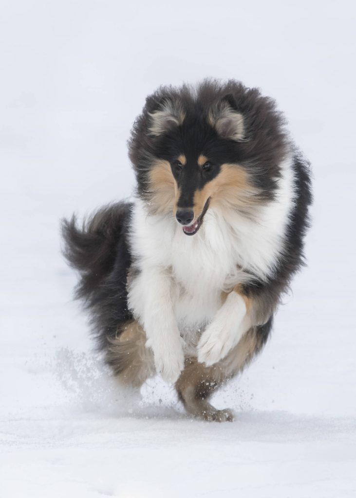 Collie, foto: Laila Brun