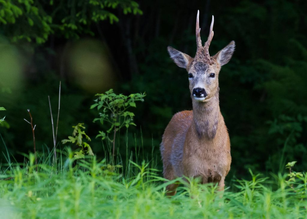 Rådyr bukk, foto: Frode Andreassen
