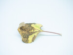 Single leaf