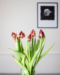 Slitne tulipaner