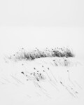 Zen - Homage to MK