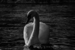 knopp svane 