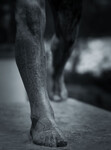 Walking feets