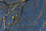Blomstring