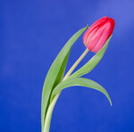Tulipan