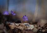 Blåveis i skogen