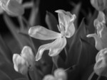 Tulipaner