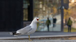 Urban natur