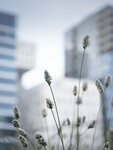 Urban natur