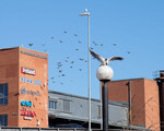 Naturen fornyer seg i Asker sentrum