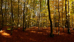 Bøgeskov Danmark 