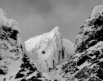 Skogshornrenna