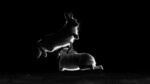Hare hopp