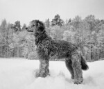 Isak