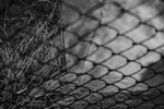 Behind the fence