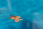 The maple leaf