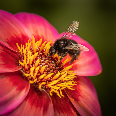 Blomst og  bie