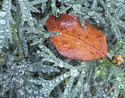 Drops