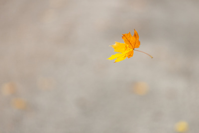 Fritt fall