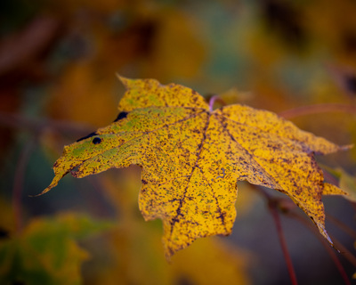 Autumn leaf