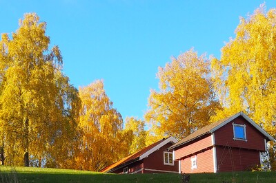 Gul høst