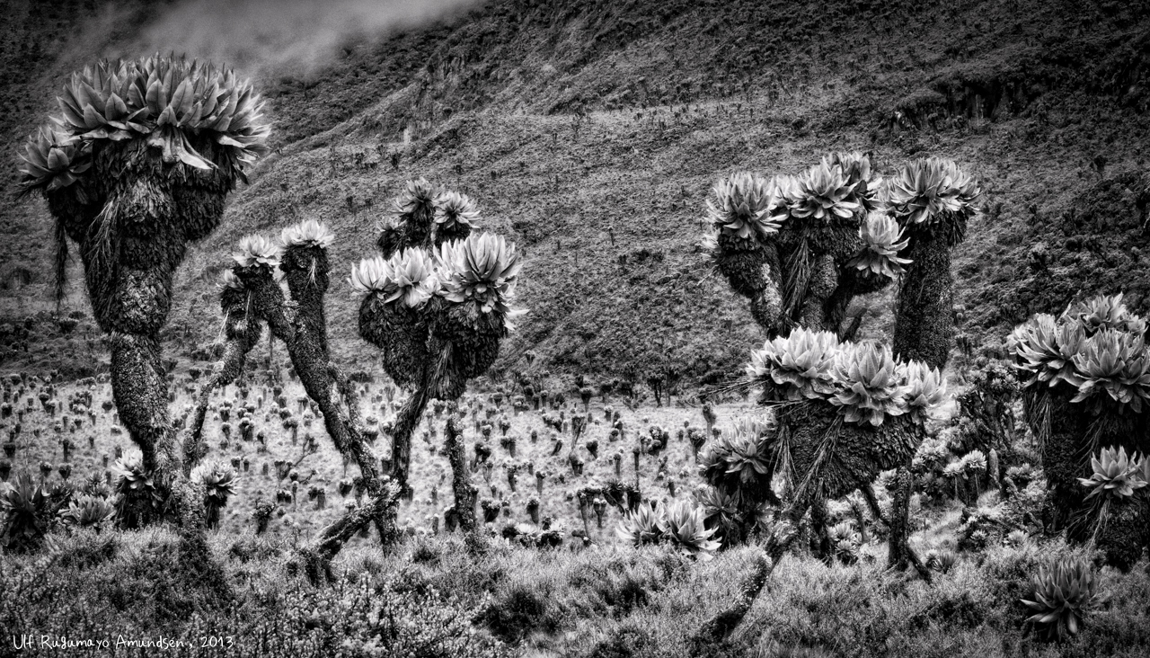 Fotoskolen: Sort/hvit landskap